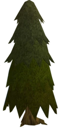 Arctic pine old