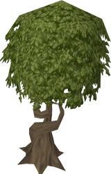 Swaying tree old