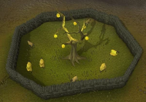 Golden Apple tree old