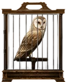 Barn-owl-lrg.png