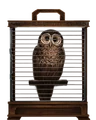 Brown-owl-lrg.png