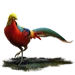 Item goldenpheasant 01
