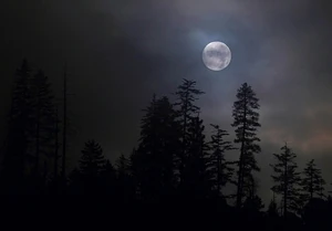 Foggymoon1