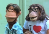 The Simian Undercover Detective Squad