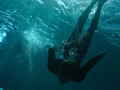 Will Diving