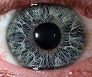 Eye-macros-human-eye2