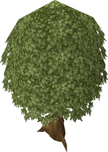 Oak tree