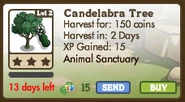 Candelabra Tree Market Info