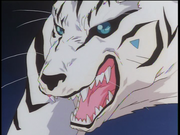 Aisha tiger
