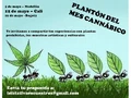 Cali 2012 GMM Colombia.jpg