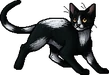Tallstar.apprentice