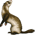 NavitaesFerretAdult.gif