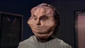 Phlox face.jpg