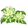 Night Cereus-icon
