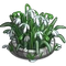 Snowdrop Flowerbed-icon