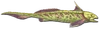 Fish 8