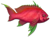 Fish 12