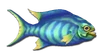 Fish 13