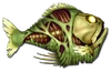 Fish 17