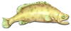 Fish 16