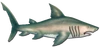 Fish 18