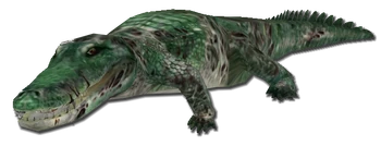Alligator