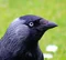 Crow