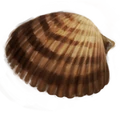 Coquillage marin.png