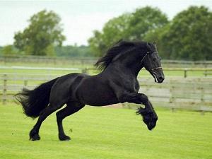 VIVEN CABALLO viven caballo: