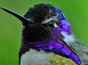 Apodiformes