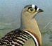Sandgrouse
