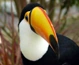 Piciformes