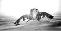 Vulture en vuelo