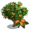 Loquat Tree-icon