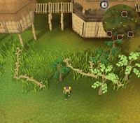 Emote clue Beckon Tai Bwo Wannai