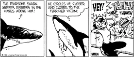 Calvin the Shark