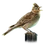 Item skylark 01