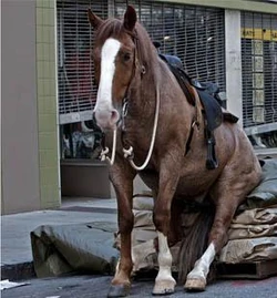 Rick's Horse