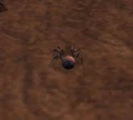 AshSpiderlingWP.jpg