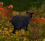 BlackSheepWP