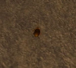 CockroachWP