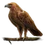 Item goldeneagle 01