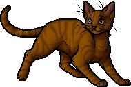 Brackenfur.apprentice