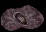 Worm2
