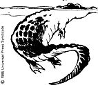 Crocodile 1