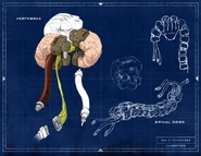 Spine