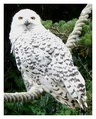 Snowy owl.jpg