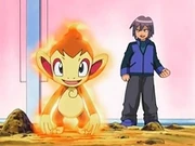 EP484 Chimchar de Paul activando mar llamas