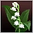 Lily Of the Valley