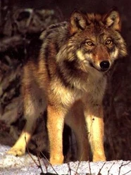 Polls Redwolf 5335 511435 answer 4 xlarge
